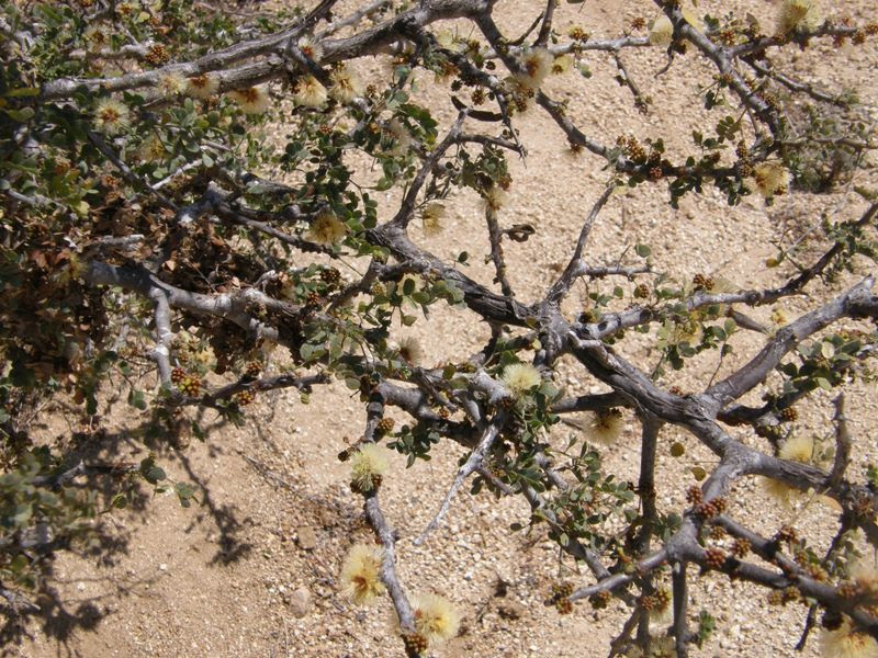 Ebenopsis confinis