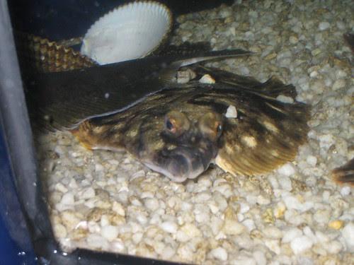 FLOUNDER FACE!