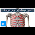Anatomy Of Chest Area - Chest Neurologic Anatomy / Diagram of ganglionic areas numbered 1 to 14, used in clinical practice in thoracic oncology for lung cancer disease spread.
