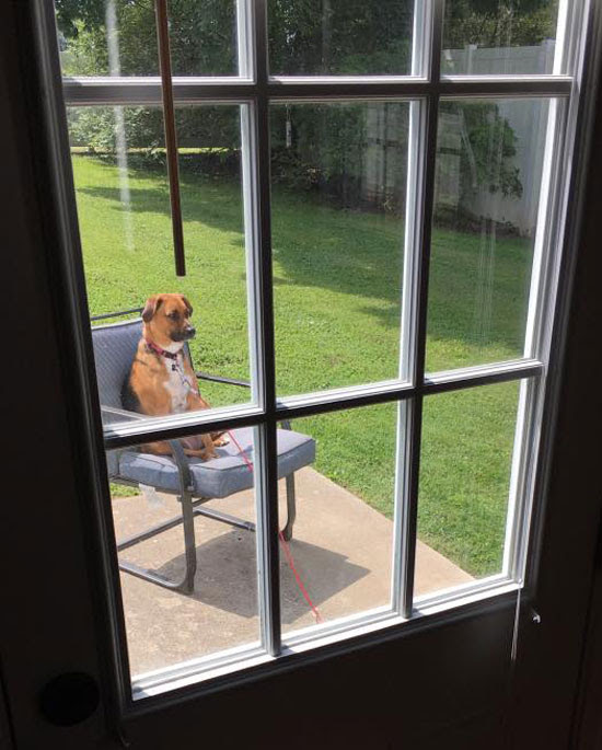 Took her outside for a potty break. Checked on her a minute later and found her like this
