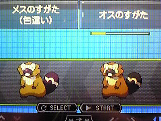 September Rain 色違いポケモン捕獲 色違いｎｏ 016 ビーダル