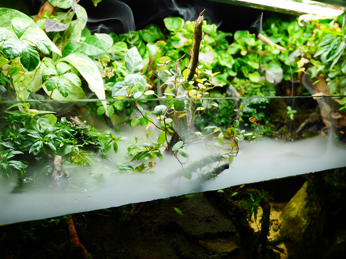 アクアテラリウム ミスト水槽 45cm 動画有り 水草水槽リースと観賞用えびのone Leaf