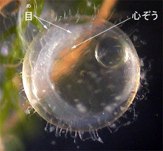 メダカの発生を観察しよう