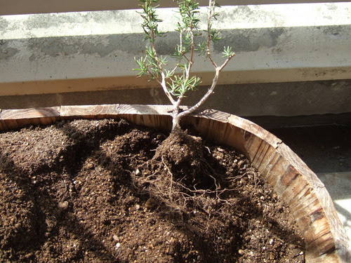 ベランダ菜園 ローズマリーが枯れる原因 夏季