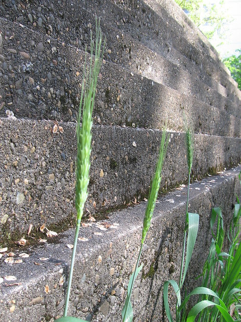 grass3