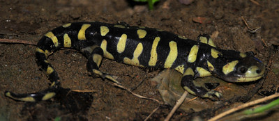 Tiger Salamander