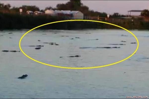 Lạnh xương sống với cảnh chục con cá sấu bơi ngập tràn trong hồ Florida