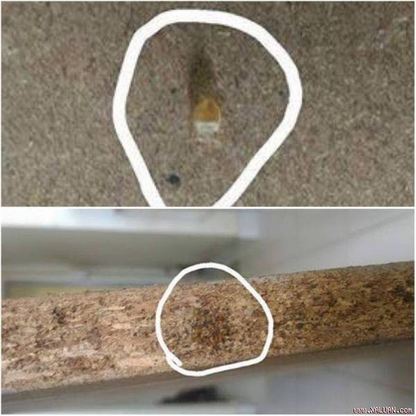 Sống chung với... rệp tại ký túc xá sinh viên