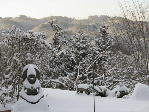 16 sunshine on the forests