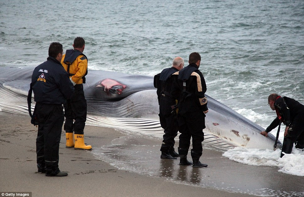 Helpless: The rescue workers try desperately to relax the 50ft long mammal as it fights to stay alive on the Cornish coast