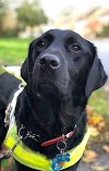 Su perro guía jamás se separó de ella hasta que hallaron su cuerpo sin vida