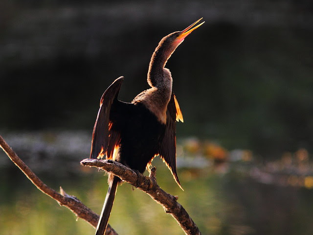 Anhinga 2-20130128