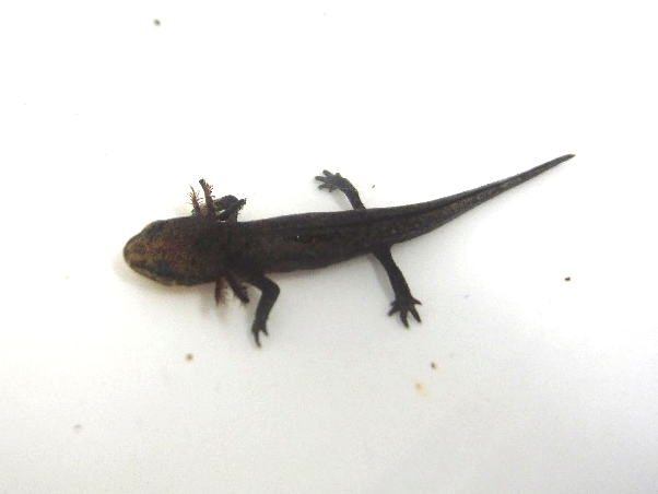 イモリのふしぎな能力 科学館日記