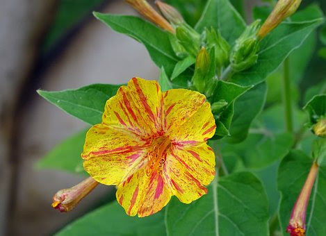 オシロイバナの白い粉には毒がある どんな成分 植物navi