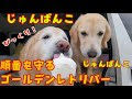 【ベストコレクション】 ��ールデンレトリバー 壁紙 pc 301596-ゴールデンレトリ��ー 壁紙 pc