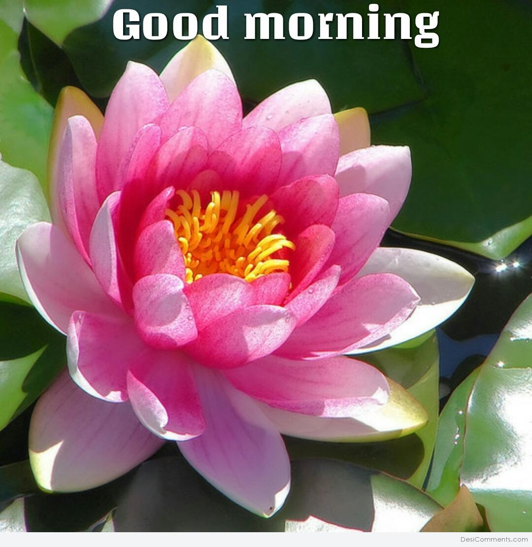 Good morning With Lotus