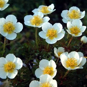 チングルマ 北海道の山野草 宿根草 高山植物販売専門店岩崎園芸ネットストア