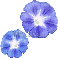 朝顔の花 アサガオの花のイラスト 条件付フリー素材集