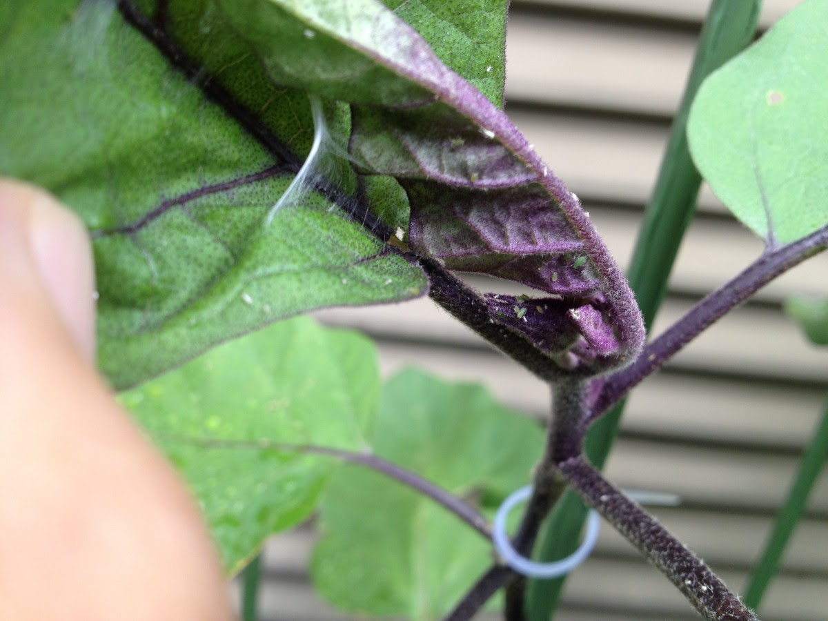 家庭菜園はじめました Blog Archive これがアブラムシかしら 害虫か 駆除せねば