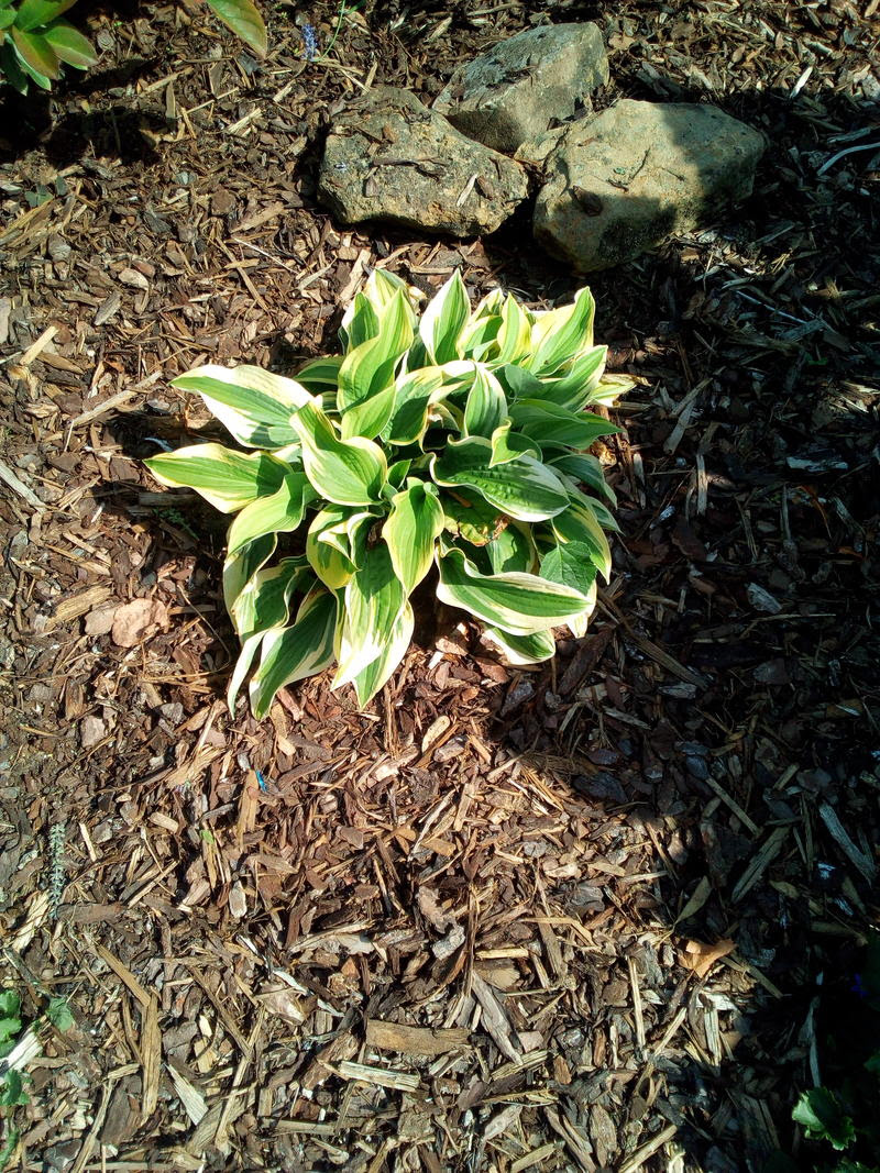 Warum sehen meine Hostien so aus? - Mein schöner Garten Forum