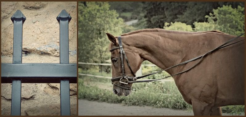 H is for Horse