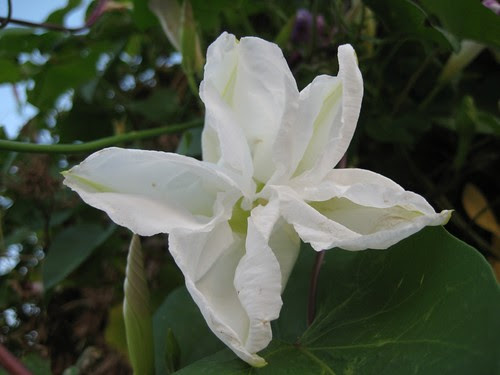 Moonflower