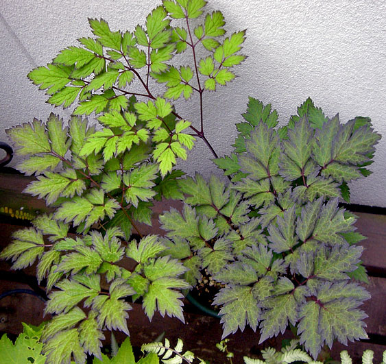 かっ 枯れた シリーズその2 銅葉サラシナショウマ 庭の植物