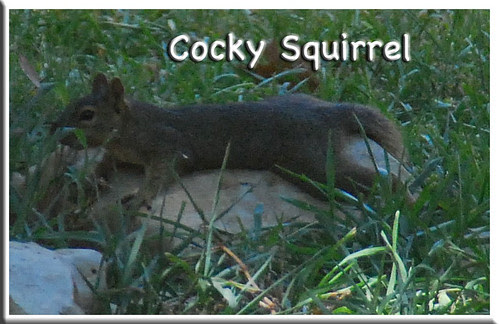 Cocky-Squirrel