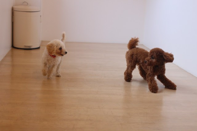 プードルの日 犬の保育園 ホテル ばうびー Vowbee 東京都武蔵野市 三鷹 吉祥寺 犬のしつけ教室
