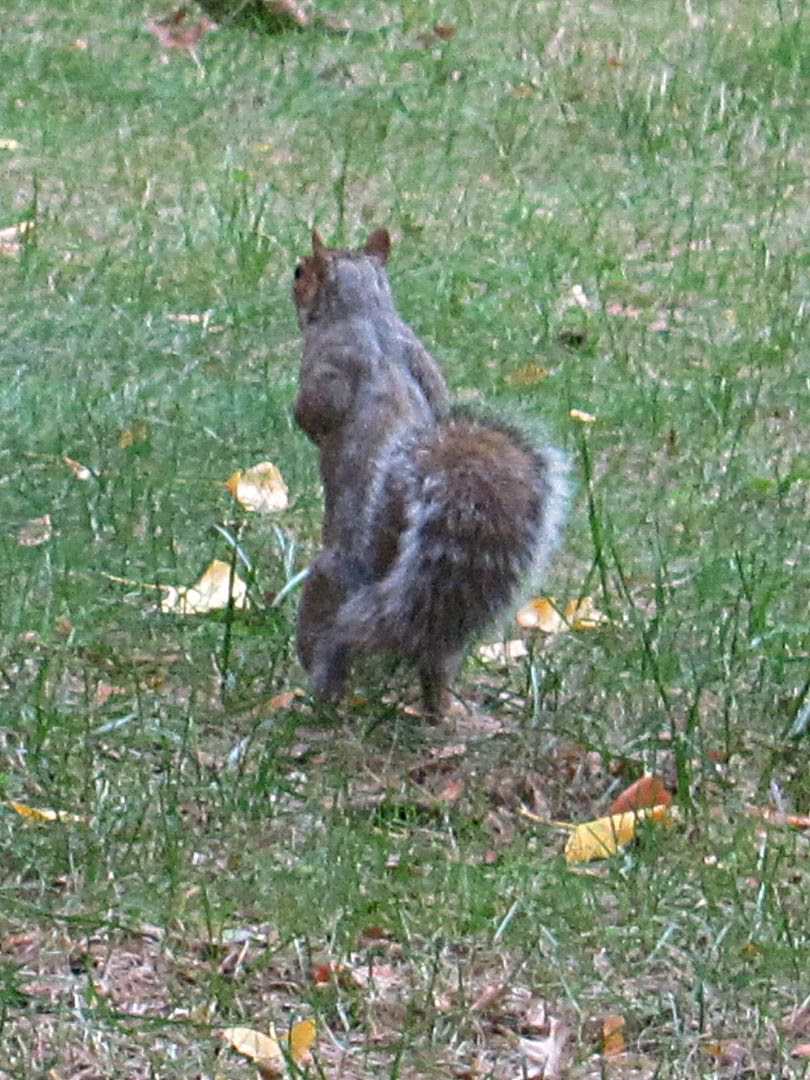 Walking upright