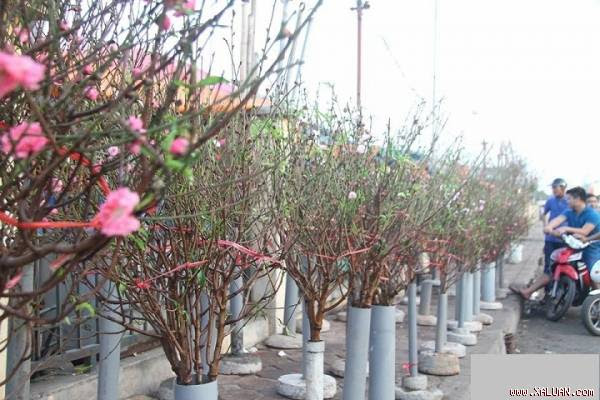  Trên phố phường, sắc xuân đã về khắp nơi.