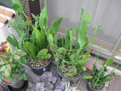 クジャクサボテン花後の剪定 Ike S いたずらガーデニング 楽天ブログ