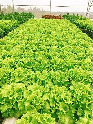 Xà lách hữu cơ 500 gram