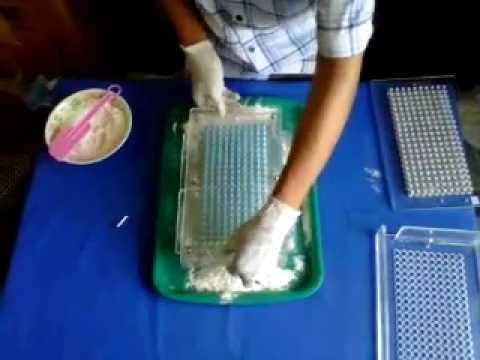 VIDEO : capsule filler / alat pengisi kapsul indokap200 yang cepat untuk herbal jamu dan obat - easy capsule filler / alat pengisi kapsul indokap200 yang cepat untukeasy capsule filler / alat pengisi kapsul indokap200 yang cepat untukherb ...
