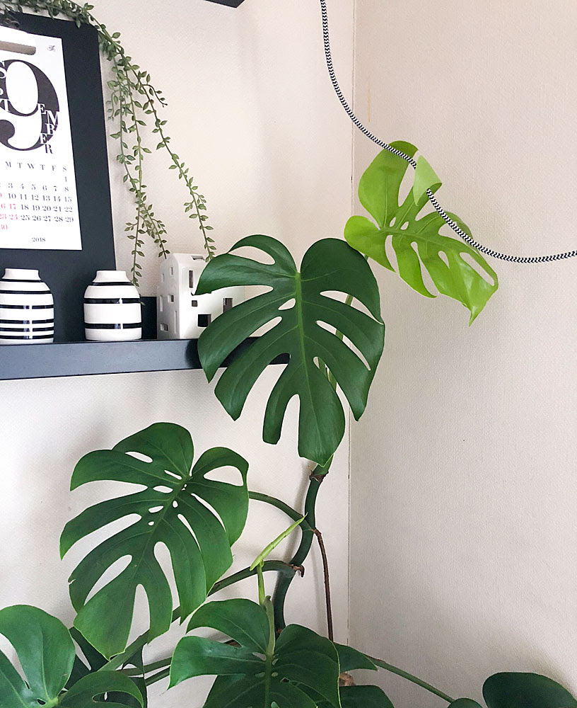 モンステラを室内に入れておいたら徒長 そんな時 Kobiのシークレットガーデン 観葉植物 多肉植物の育て方