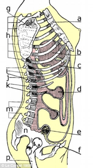 From squashed ribs to displaced spleens vintage X-Rays ...