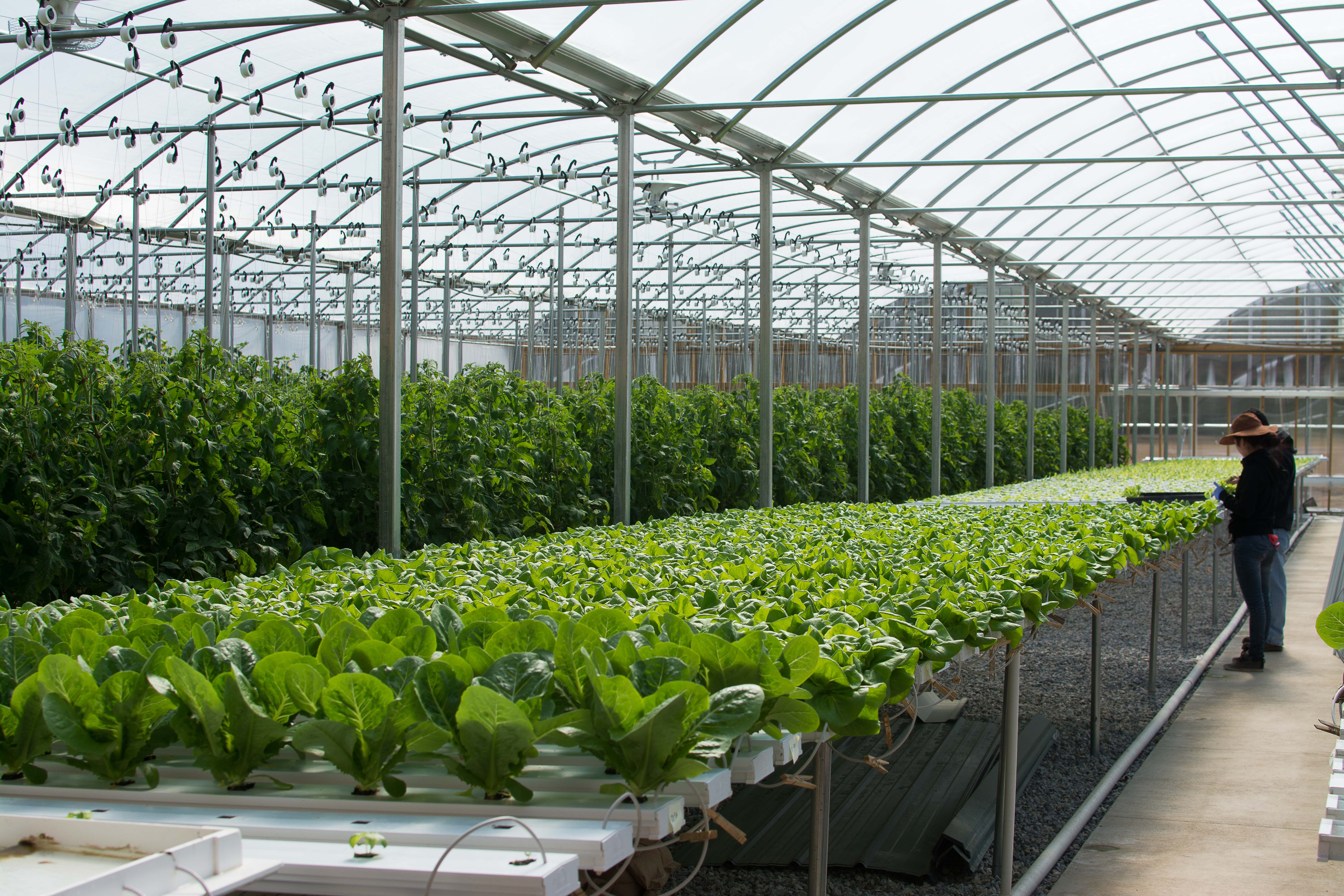 Aquaponics Workshop Set for April 11 - Extension Daily