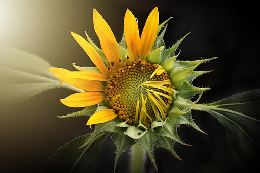 ひまわりの花が咲き終わった後の花の処理方法は 植物navi