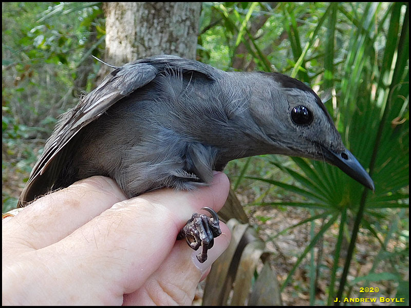 Gray Catbird