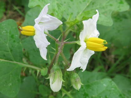 この花の名前なんていうの ナスの花に似た とてもやっかいな草花 ワルナスビ