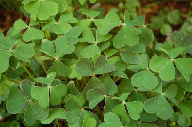 Pacific Horticulture Oxalis