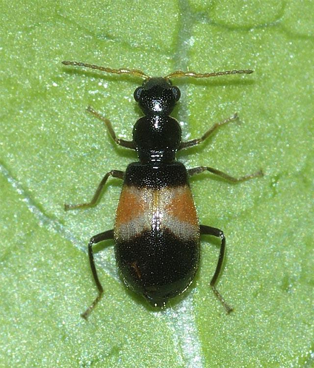 ヒロオビジョウカイモドキ 雌 我が家の庭の生き物たち 都内の小さな庭で 楽天ブログ