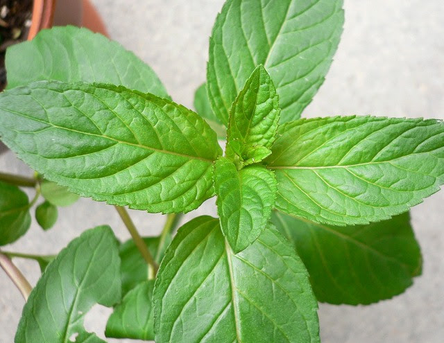 ハーブ ミント図鑑 Mentha File