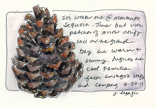 pine cone 2