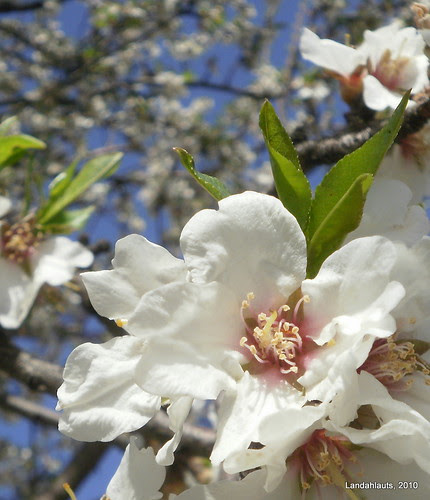 Flor del Almendro