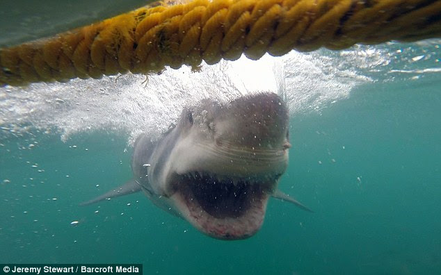 Moving in for the kill: A Great White shark heads straight for a diving cage in Gansbaai, South Africa