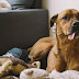 How To Find Out What Breed Your Puppy Is