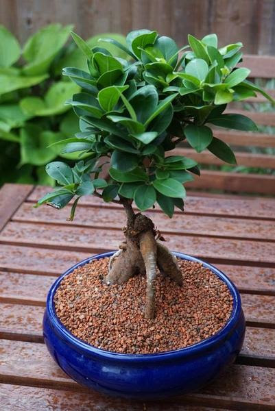 Wee Trees Bonsai Help Forum Advice For All View Topic Lidl Bonsai Ginseng Ficus