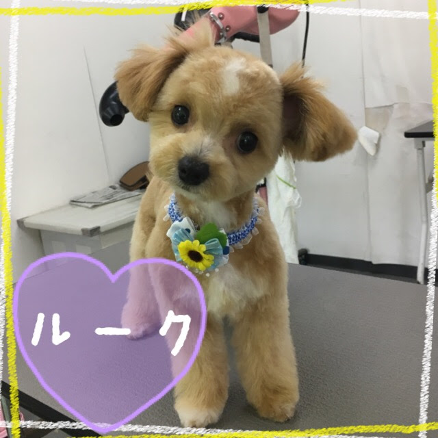 ペットスーパーWAN 岡山店 | Daily Archives: 2017/07/16