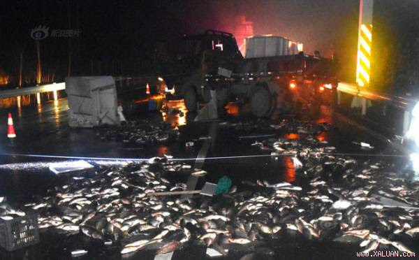  2 tấn cá bất ngờ bị hất văng xuống mặt đường